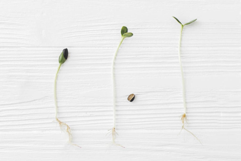 Tiny green seedlings sprouting from soil in a bright, minimal setting.